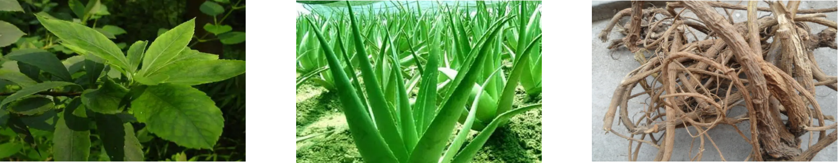 rb88随行版_首页官网入口