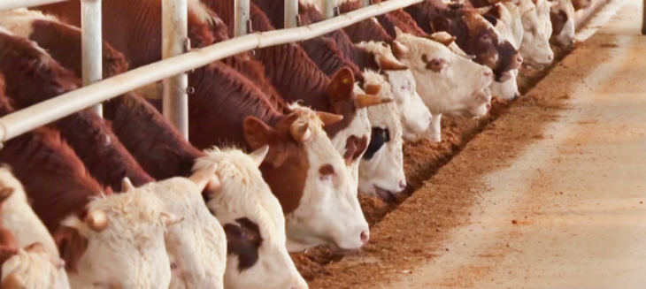 rb88随行版_首页官网入口