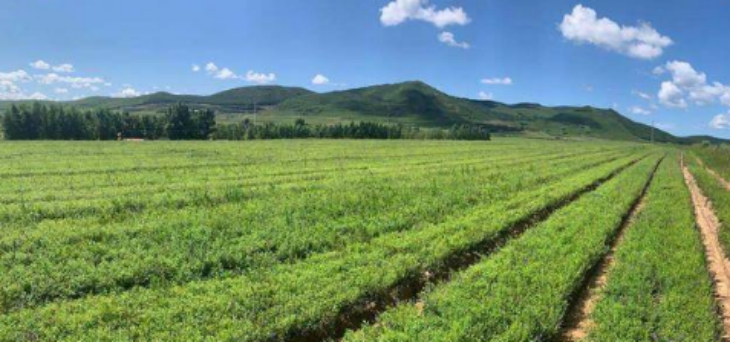 rb88随行版_首页官网入口